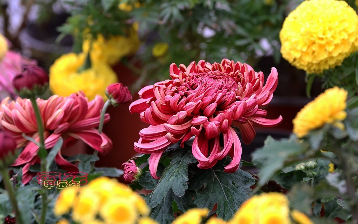 甲辰年菊花【2024-221】