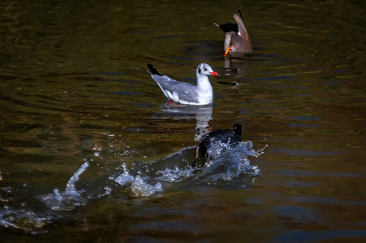 大理 · 洱海月湿地公园
