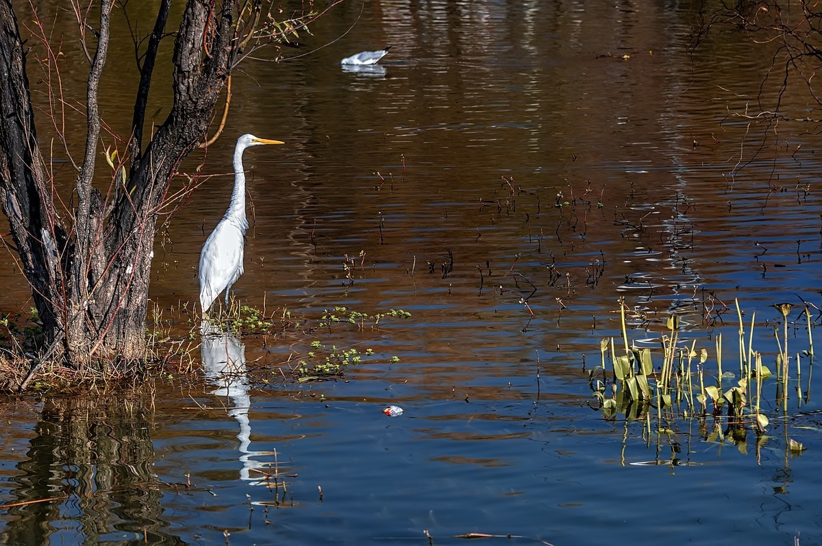 大理 · 洱海月湿地公园