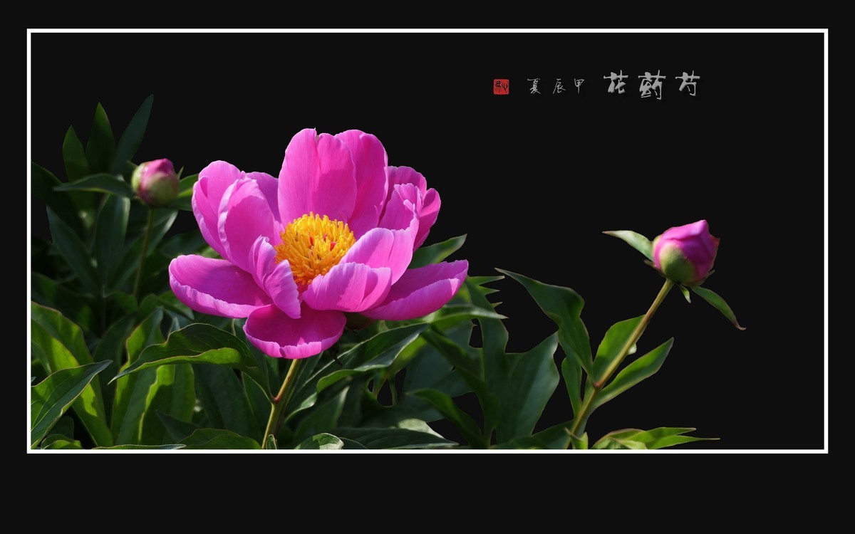 鲜艳华丽的芍药花