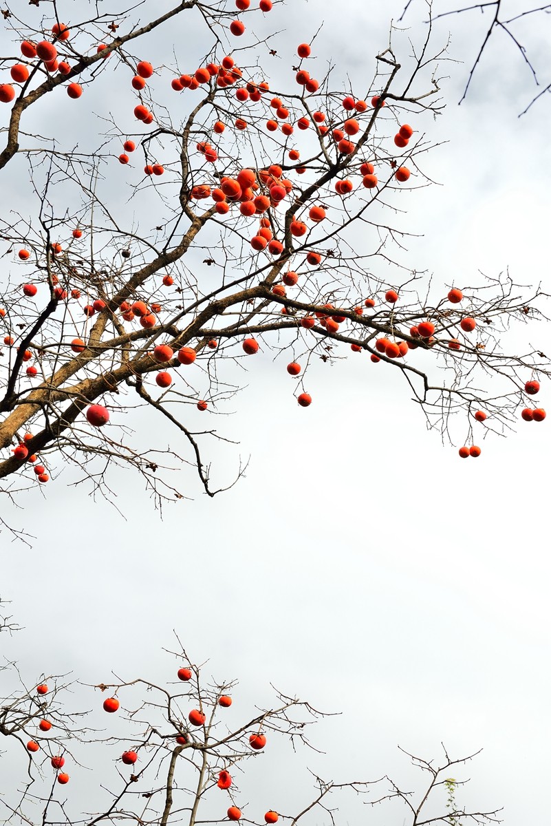 【视觉光影】泉 城 秋 色 （5）