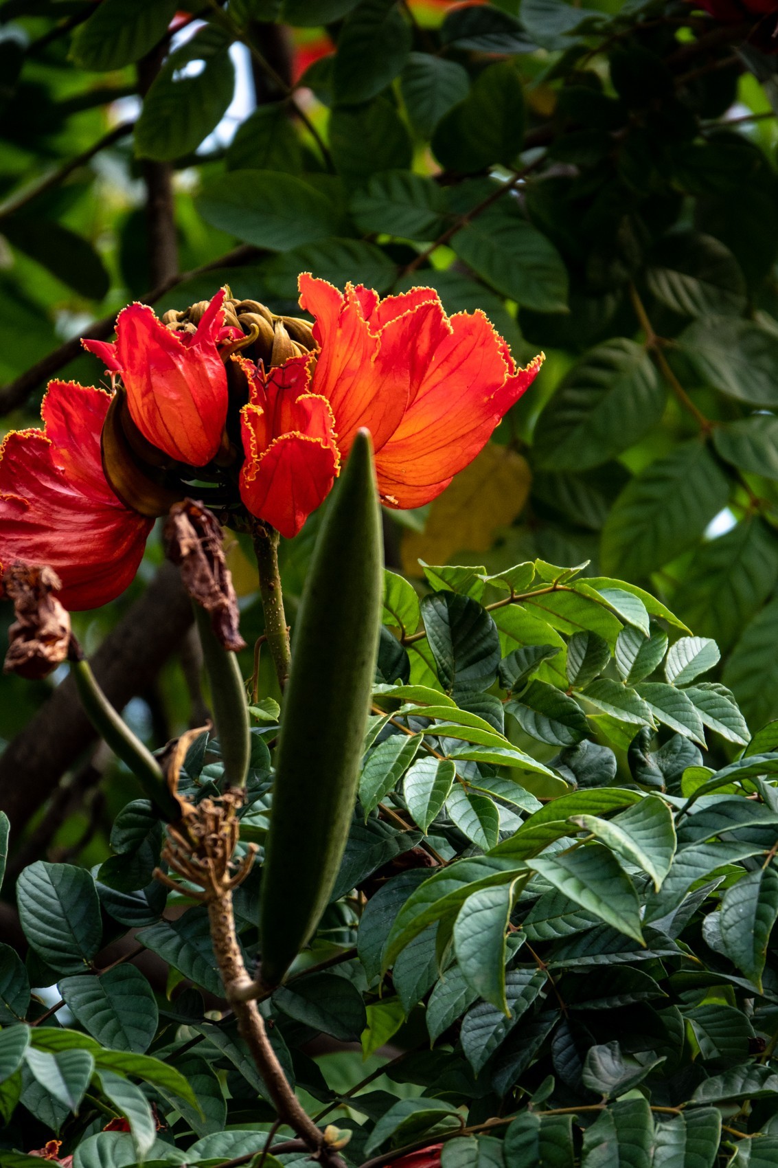 花枝招展（391）