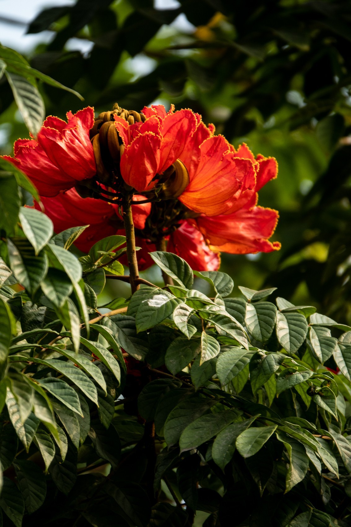 花枝招展（391）