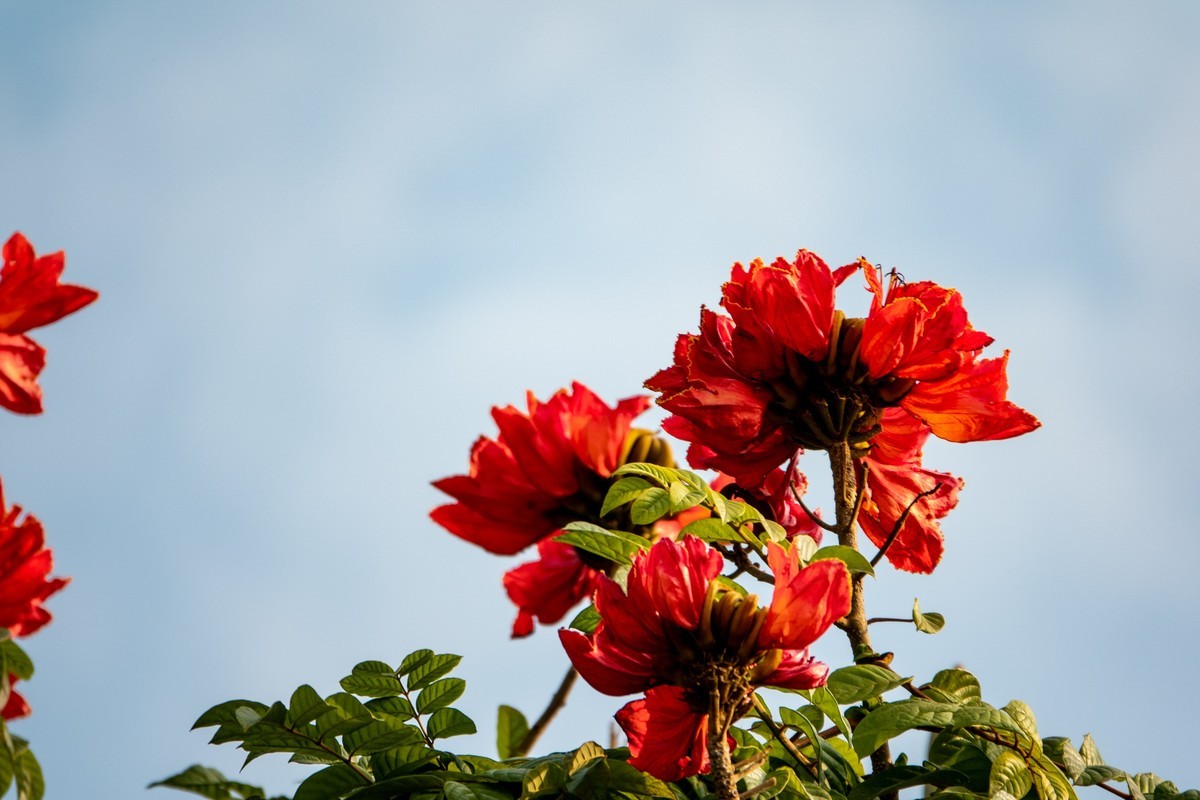 花枝招展（391）