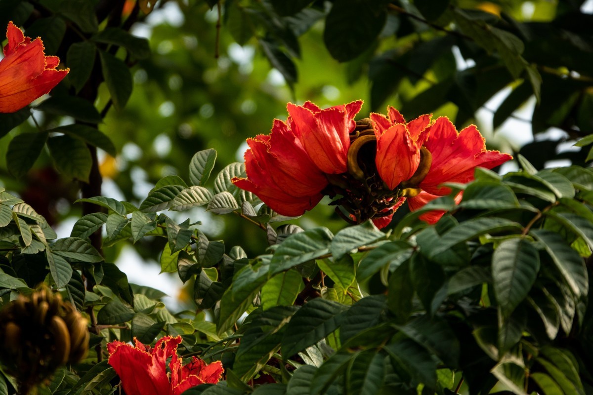 花枝招展（391）