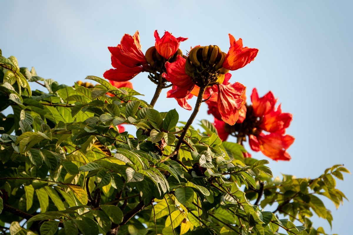 花枝招展（391）