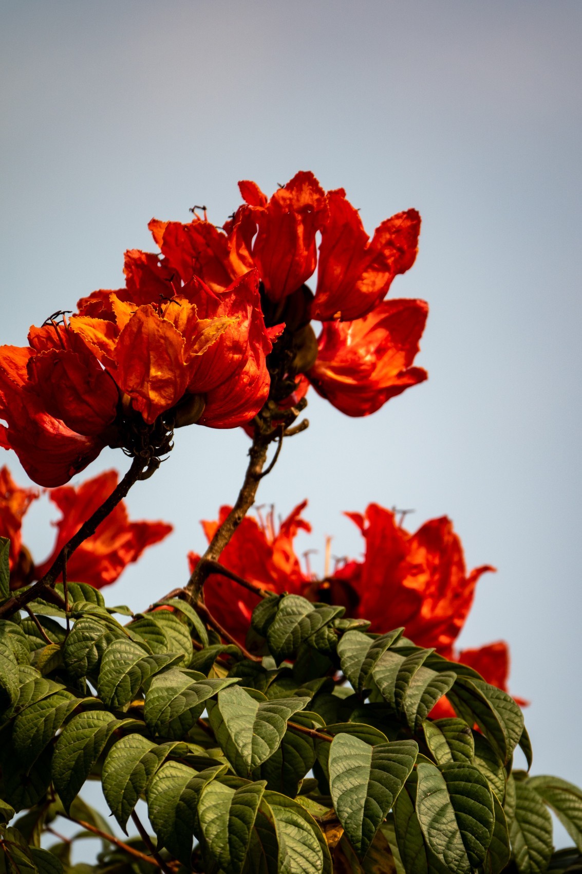 花枝招展（391）