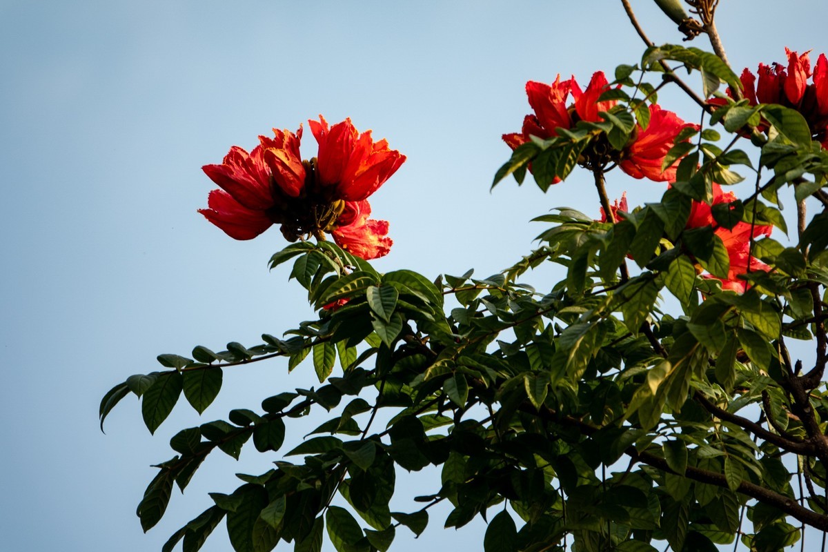 花枝招展（391）