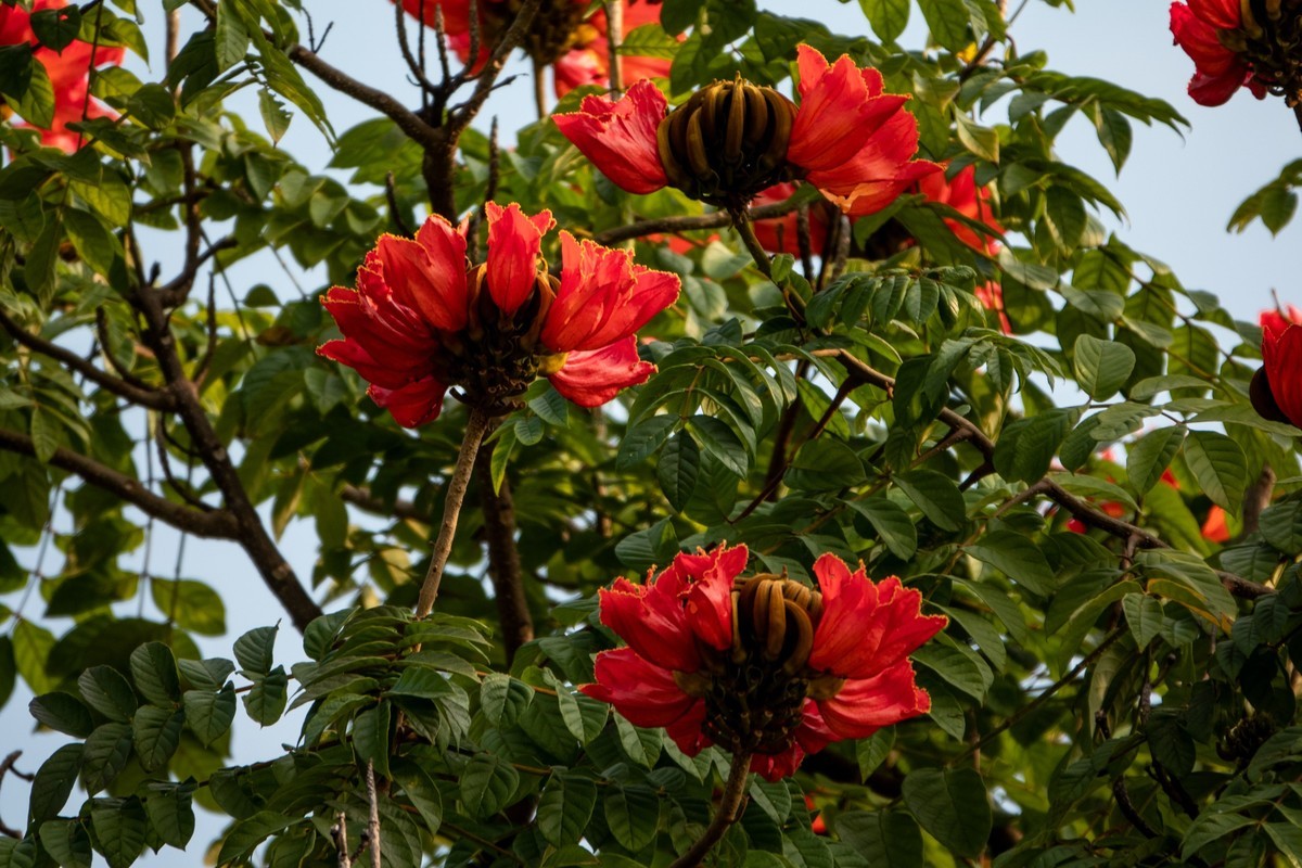 花枝招展（391）