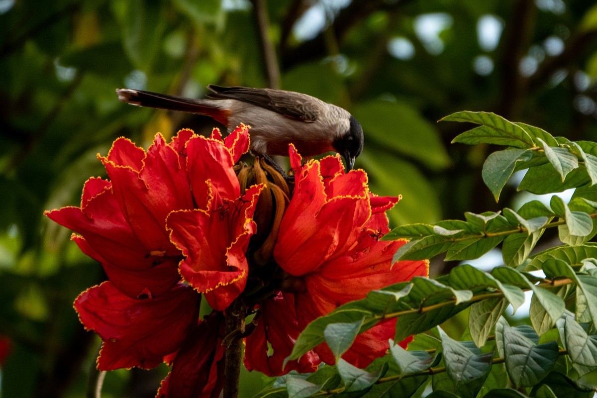 花枝招展（391）