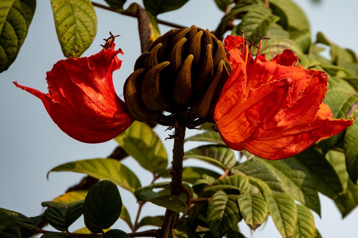 花枝招展（391）