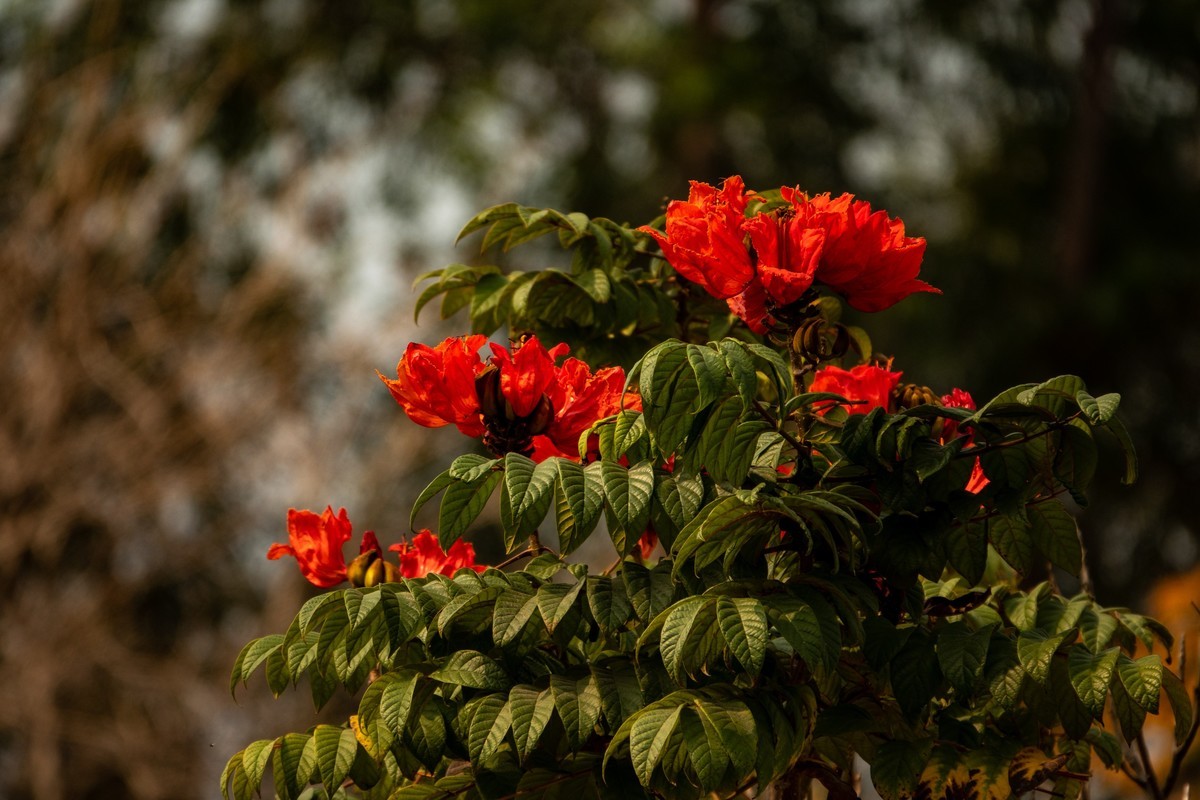 花枝招展（391）