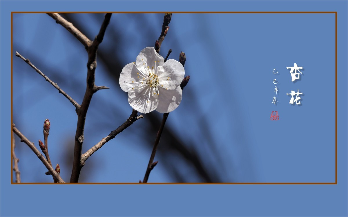 洁白秀美的杏花