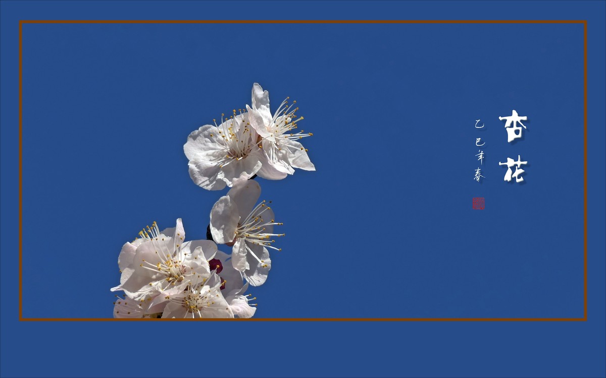 洁白秀美的杏花