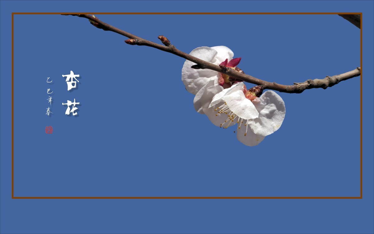 洁白秀美的杏花