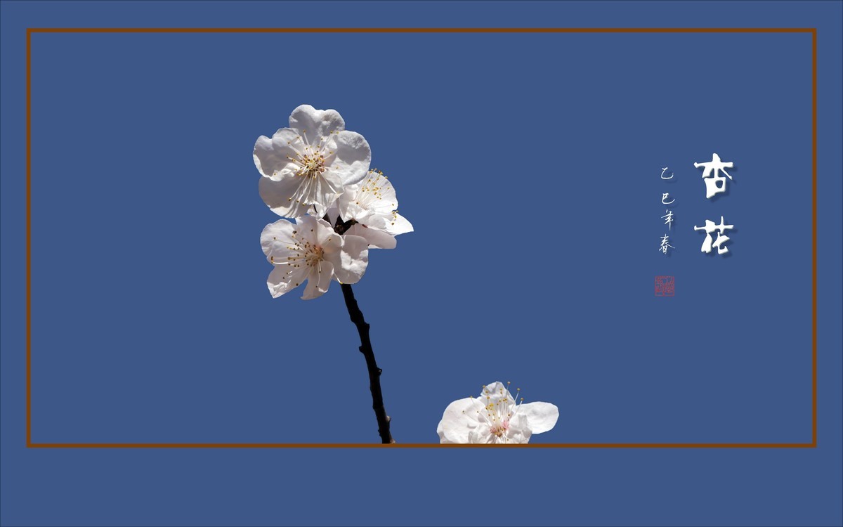 洁白秀美的杏花