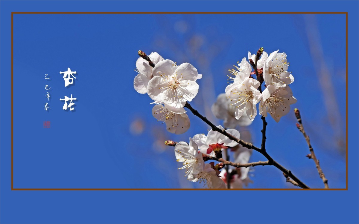 洁白秀美的杏花