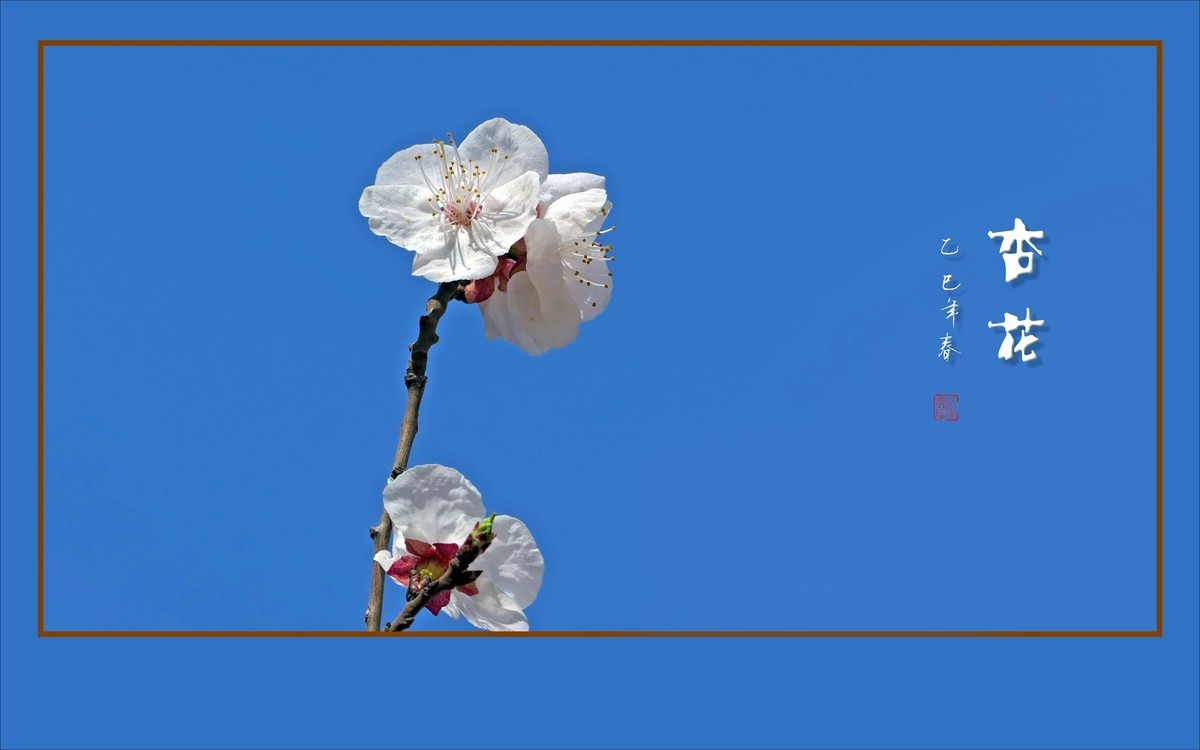 洁白秀美的杏花