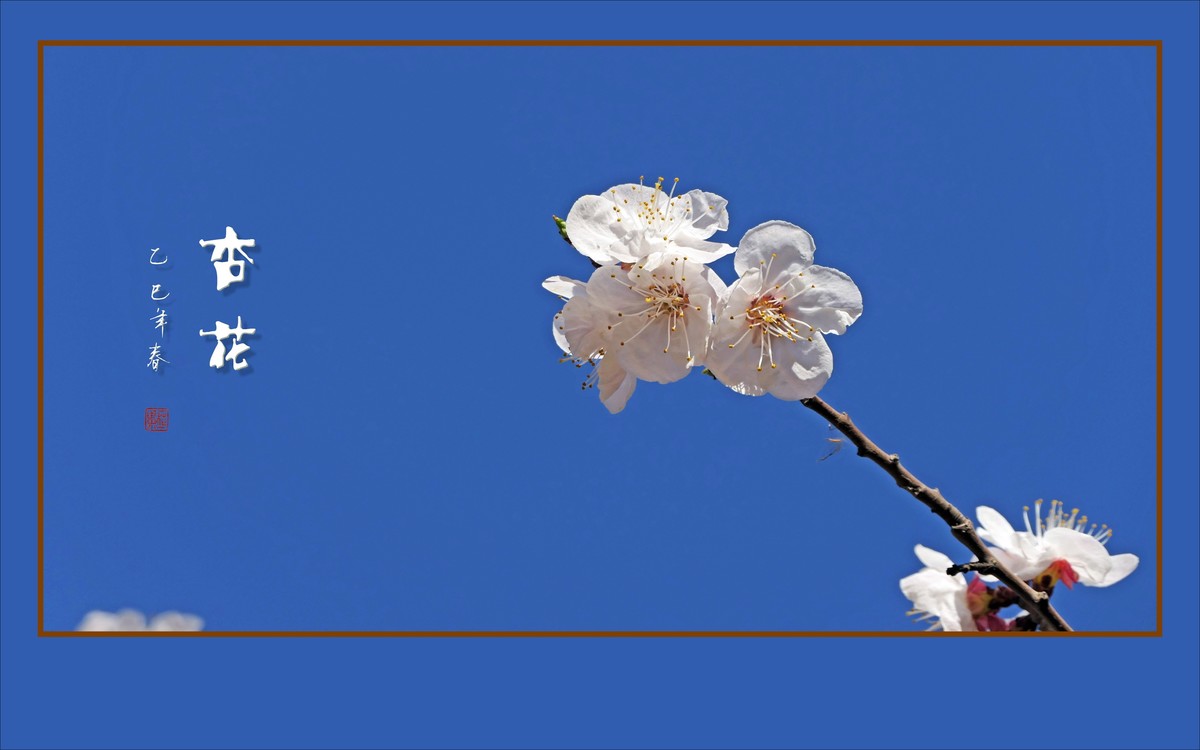 洁白秀美的杏花