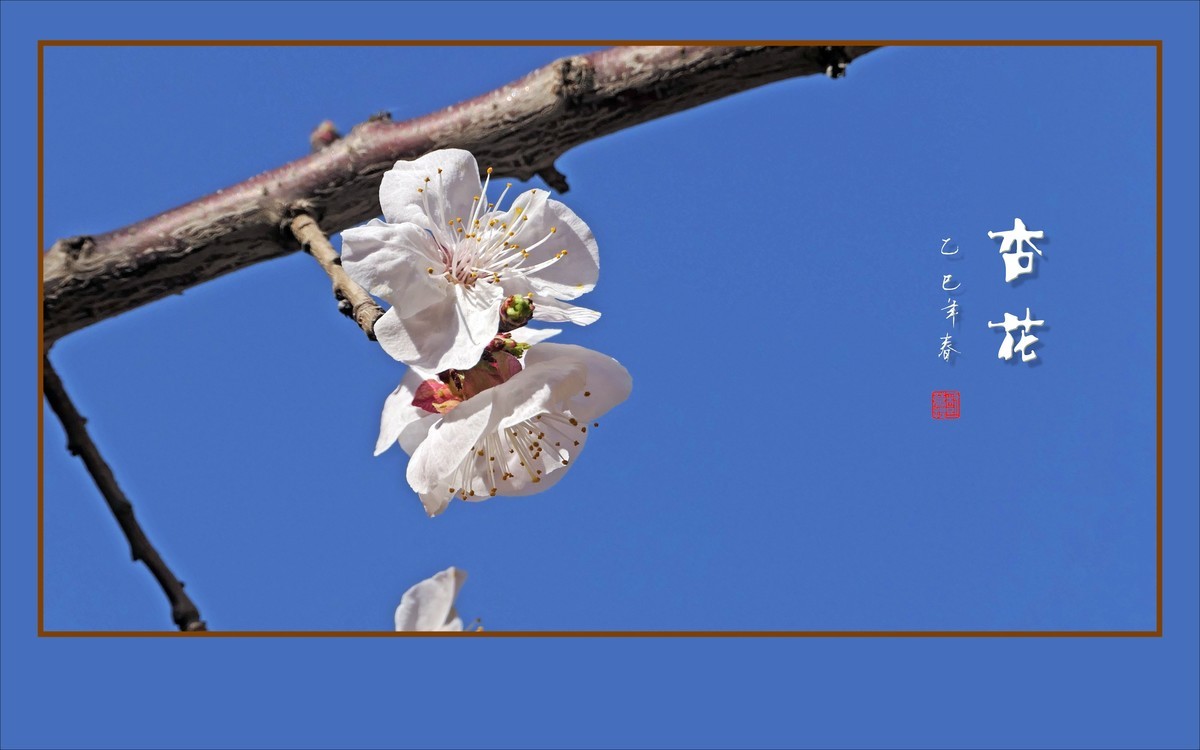 洁白秀美的杏花