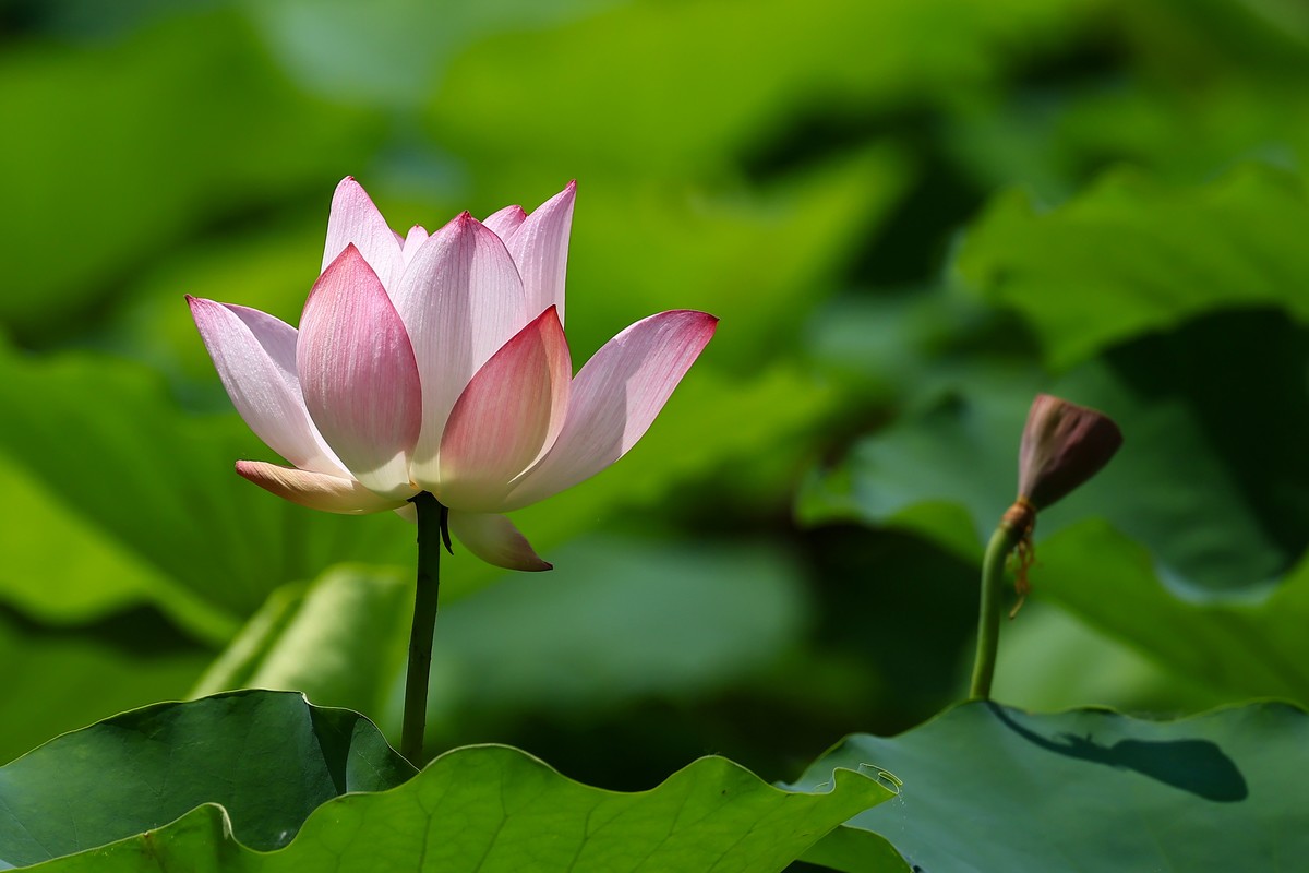 又是一年荷花盛开时