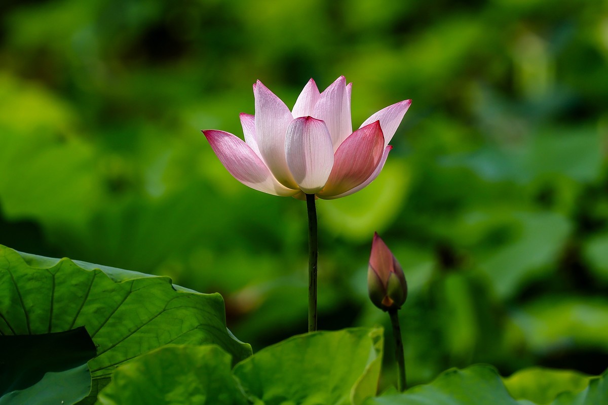 又是一年荷花盛开时