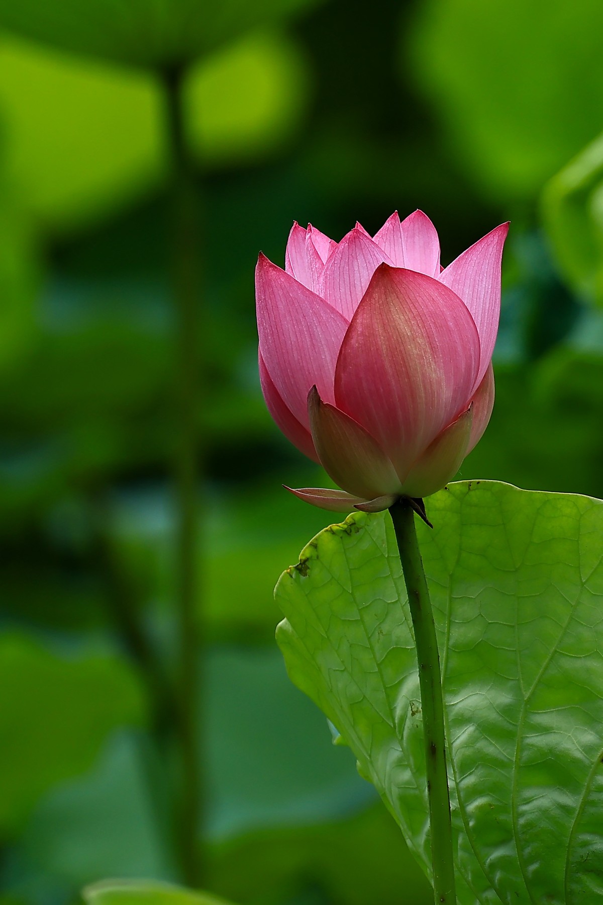 又是一年荷花盛开时