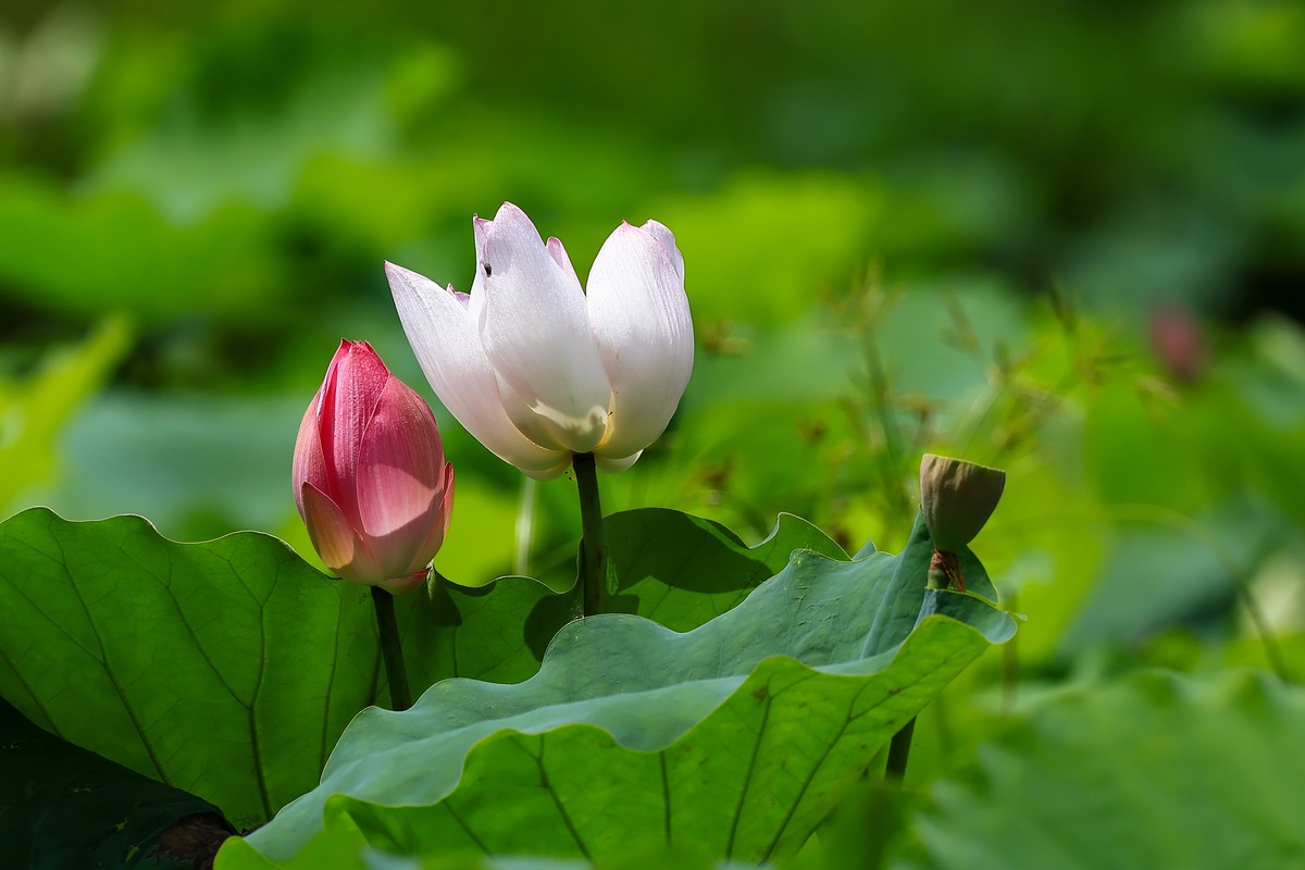 又是一年荷花盛开时