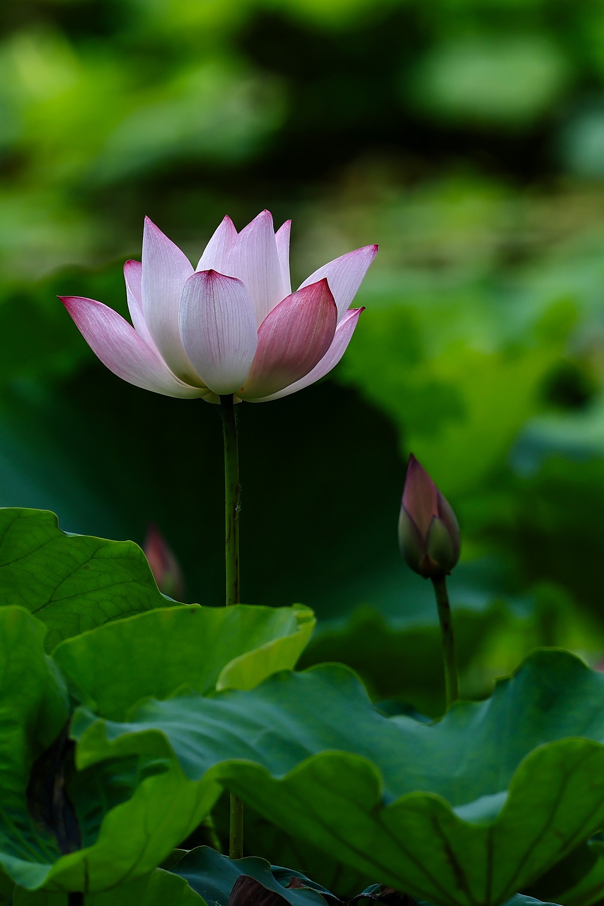 又是一年荷花盛开时