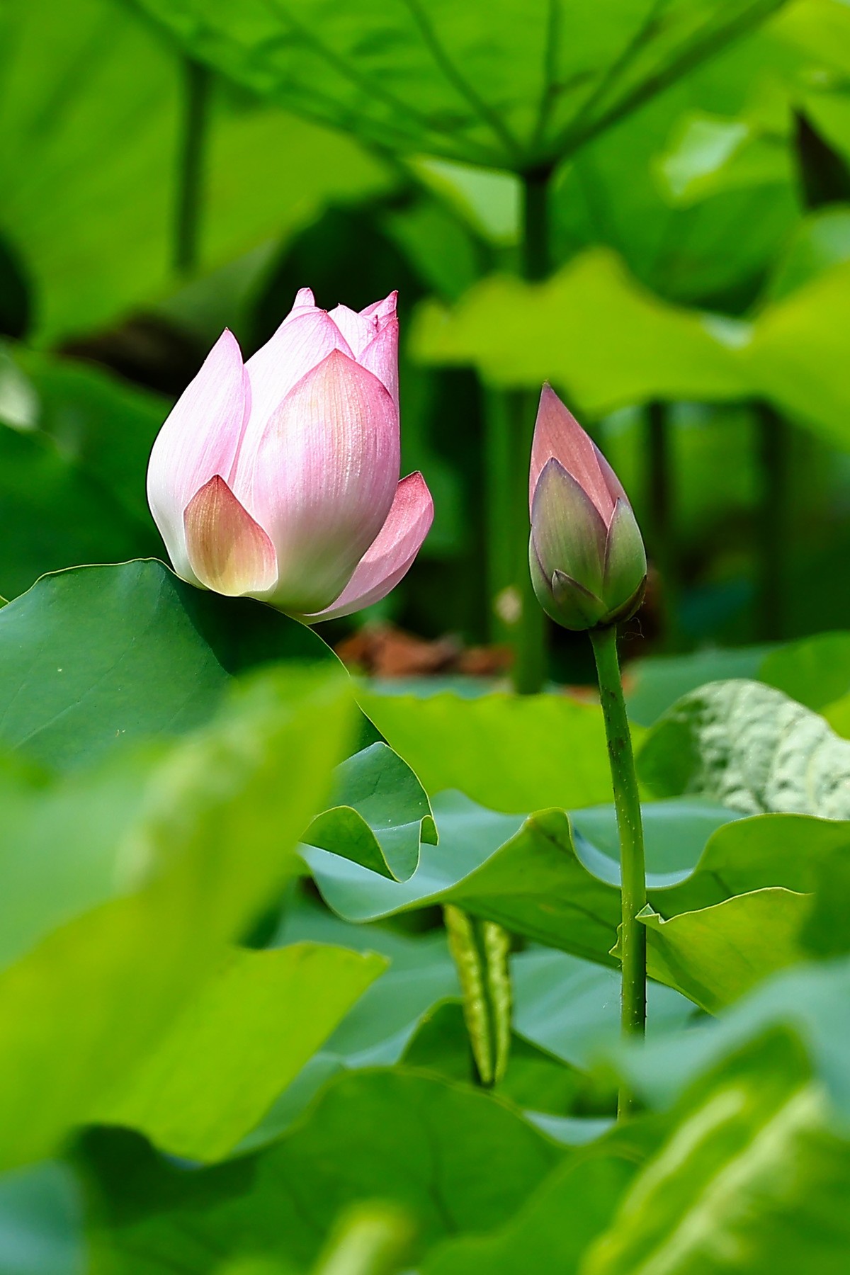 又是一年荷花盛开时