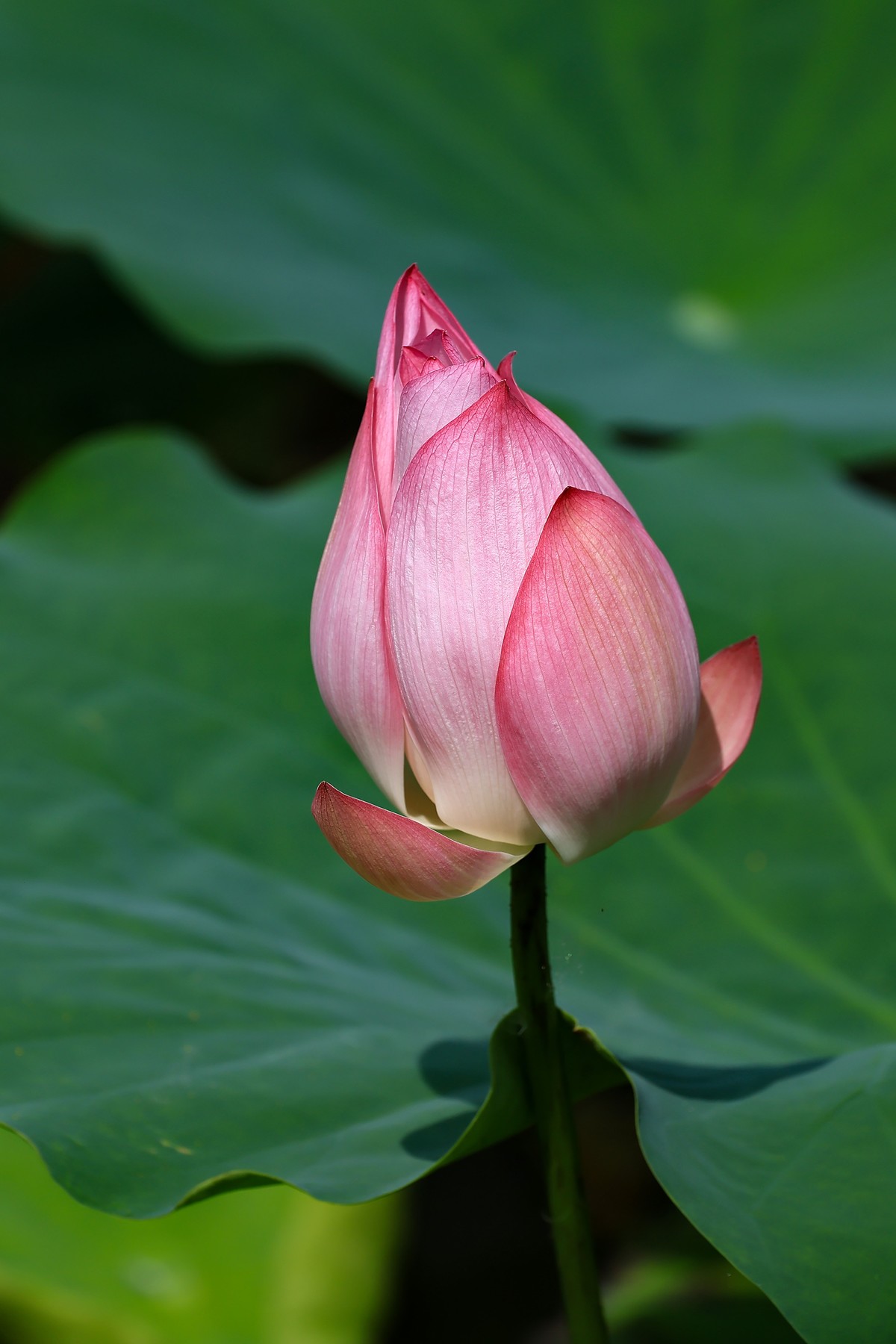 又是一年荷花盛开时