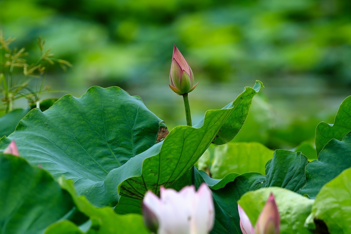 又是一年荷花盛开时
