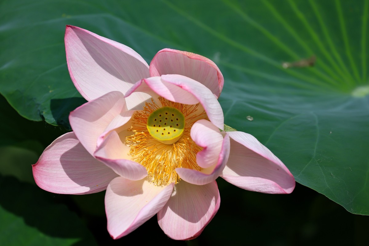 又是一年荷花盛开时