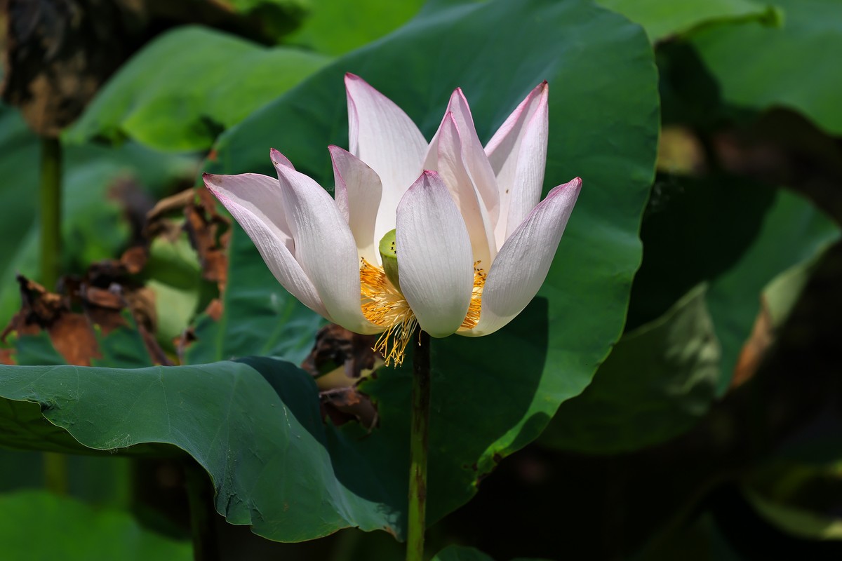 又是一年荷花盛开时