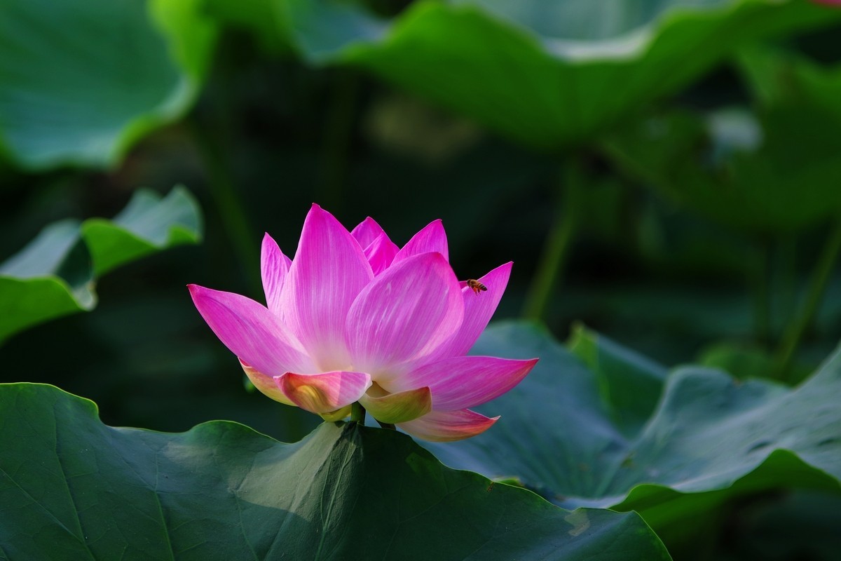新荷