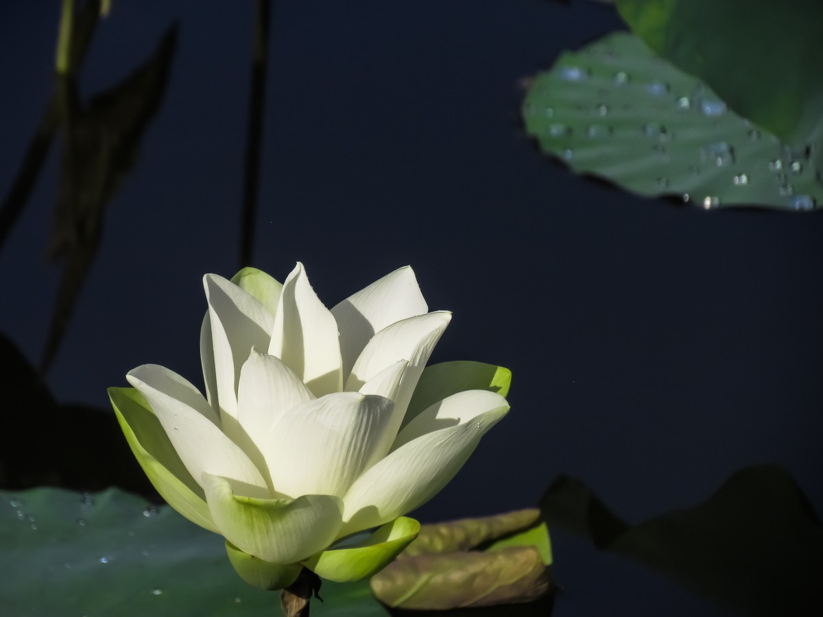 荷花