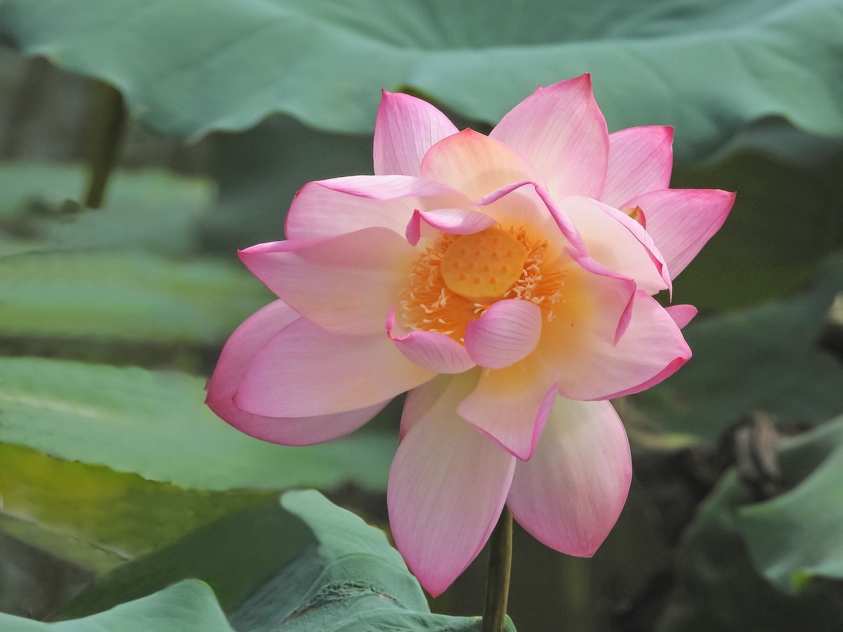 亚艺第四朵并蒂莲
