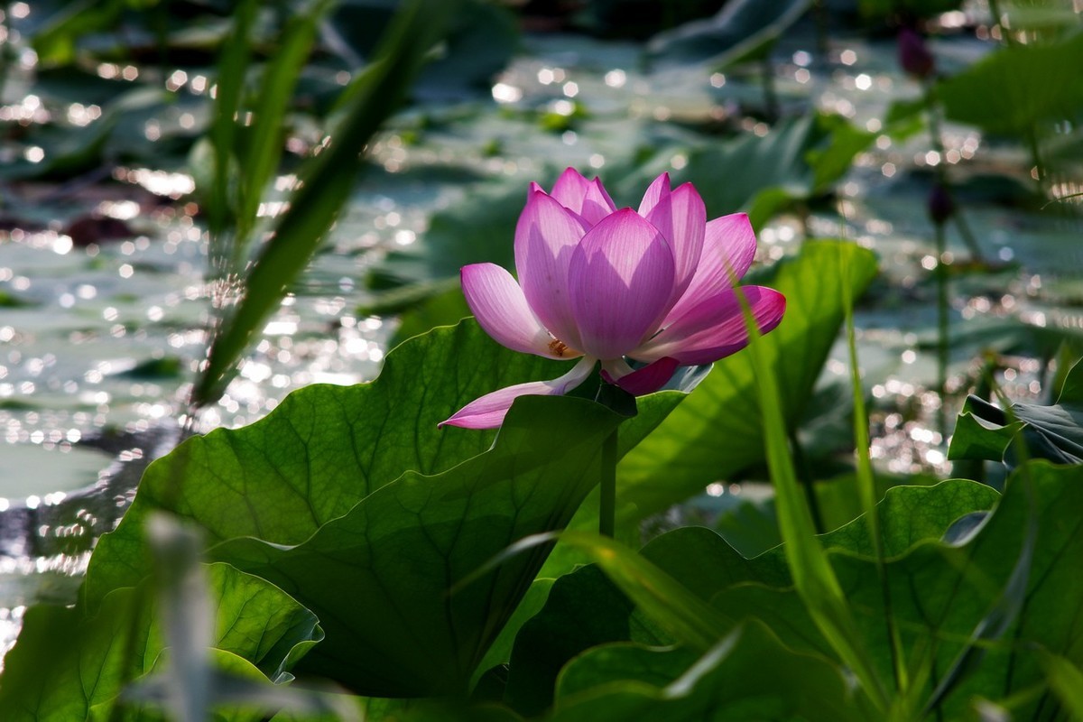 22年第十六帖荷花