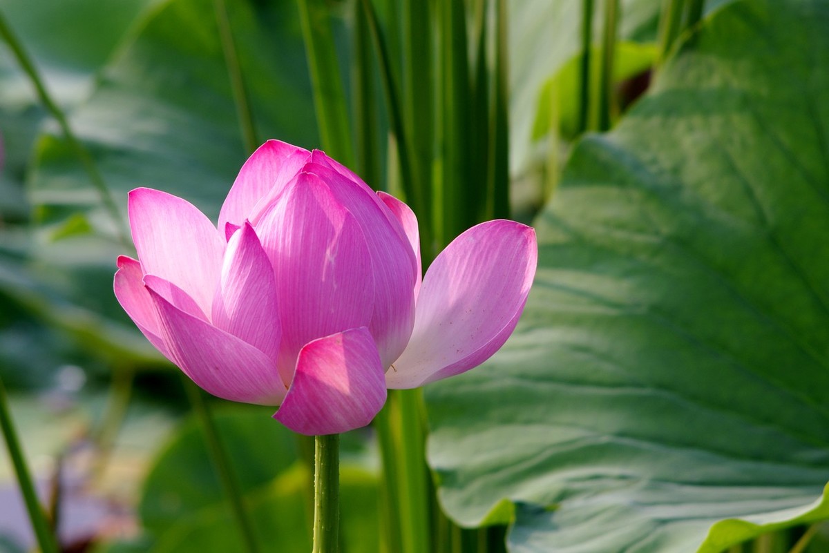 22年第十六帖荷花