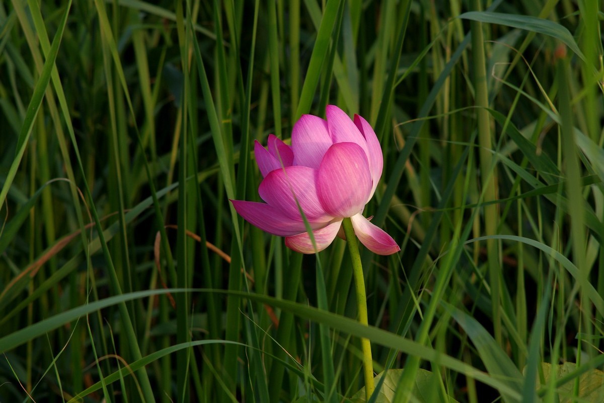 22年第十六帖荷花