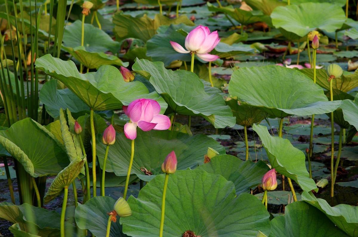 22年第十六帖荷花