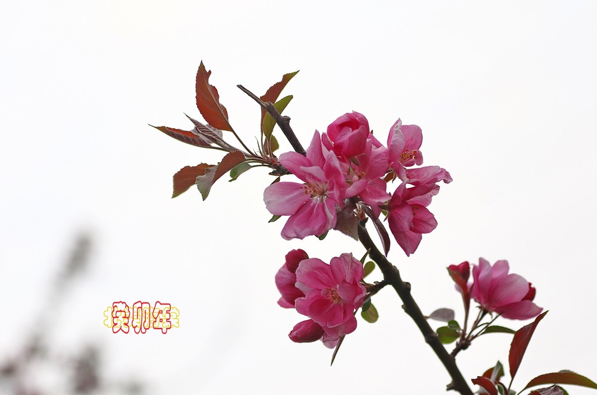 北美海棠 6【2023-0294】