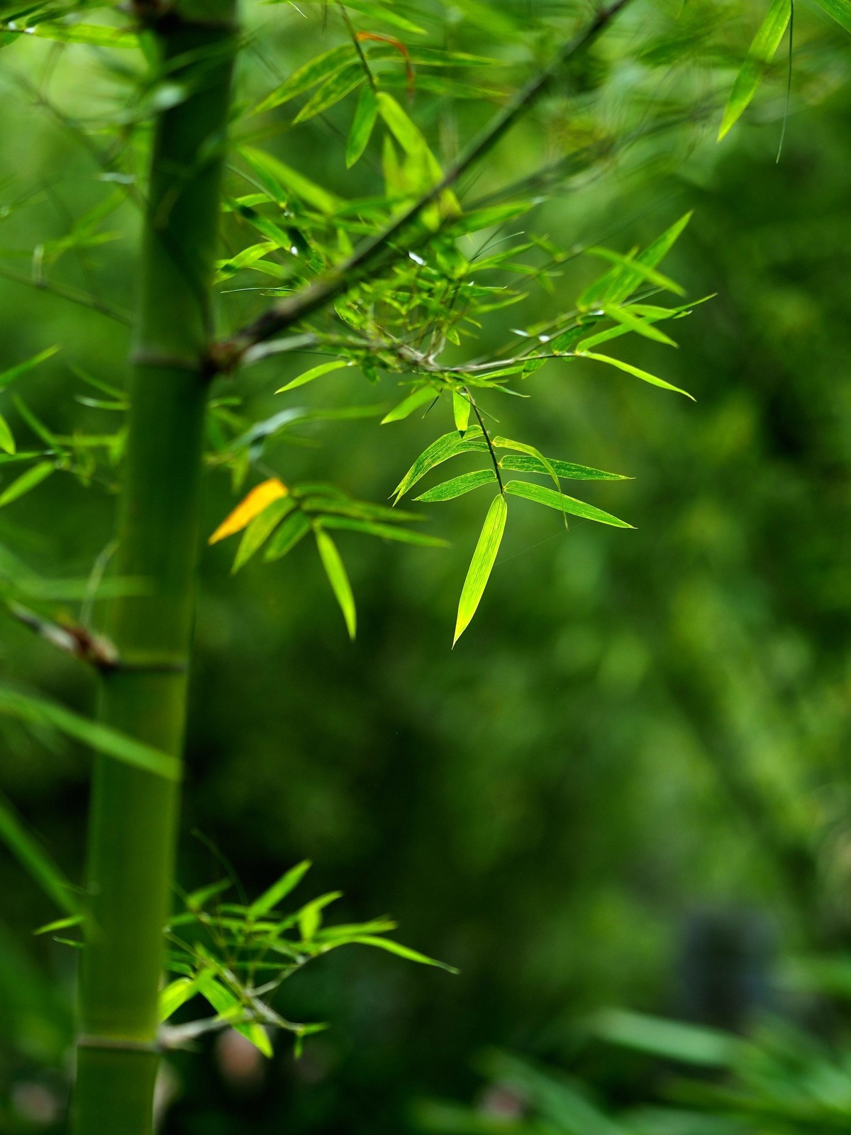 翠竹-中关村在线摄影论坛