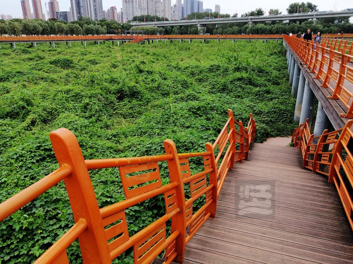 秋水芦浪——武汉随笔