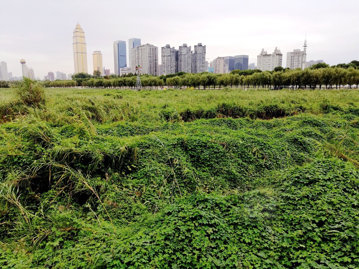 秋水芦浪——武汉随笔