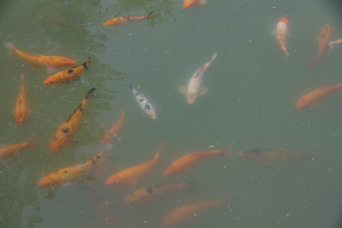 洪泽湖湿地公园3