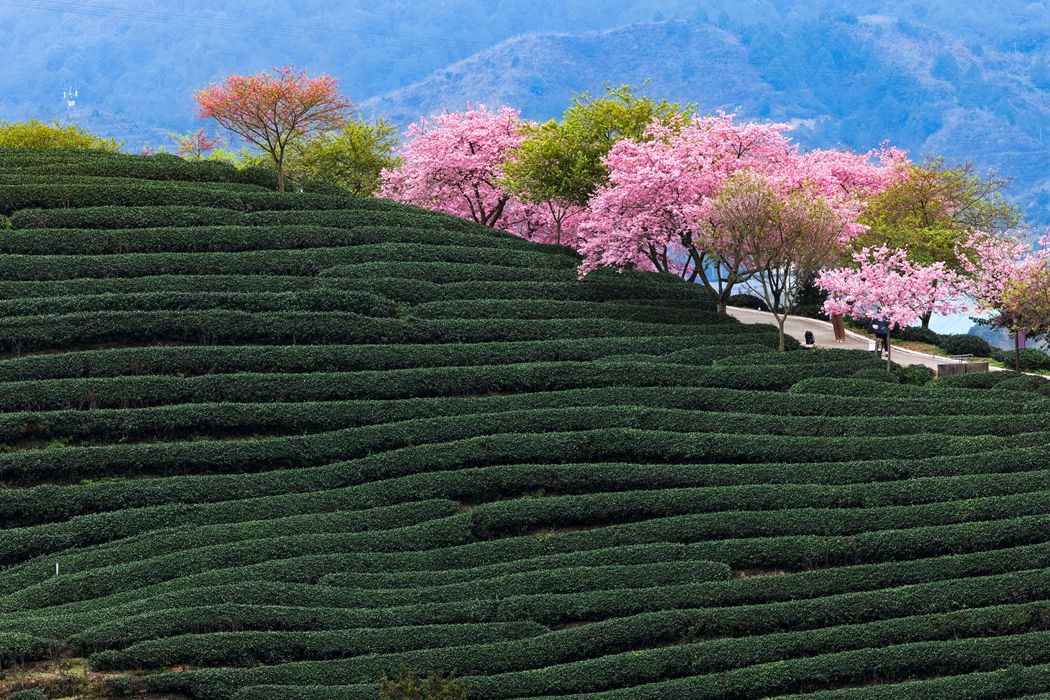 在那樱花盛开的地方。