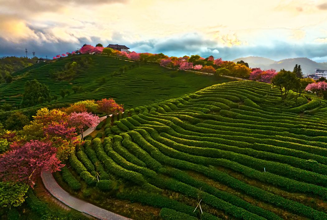 在那樱花盛开的地方。