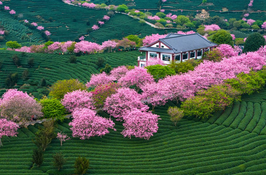 在那樱花盛开的地方。