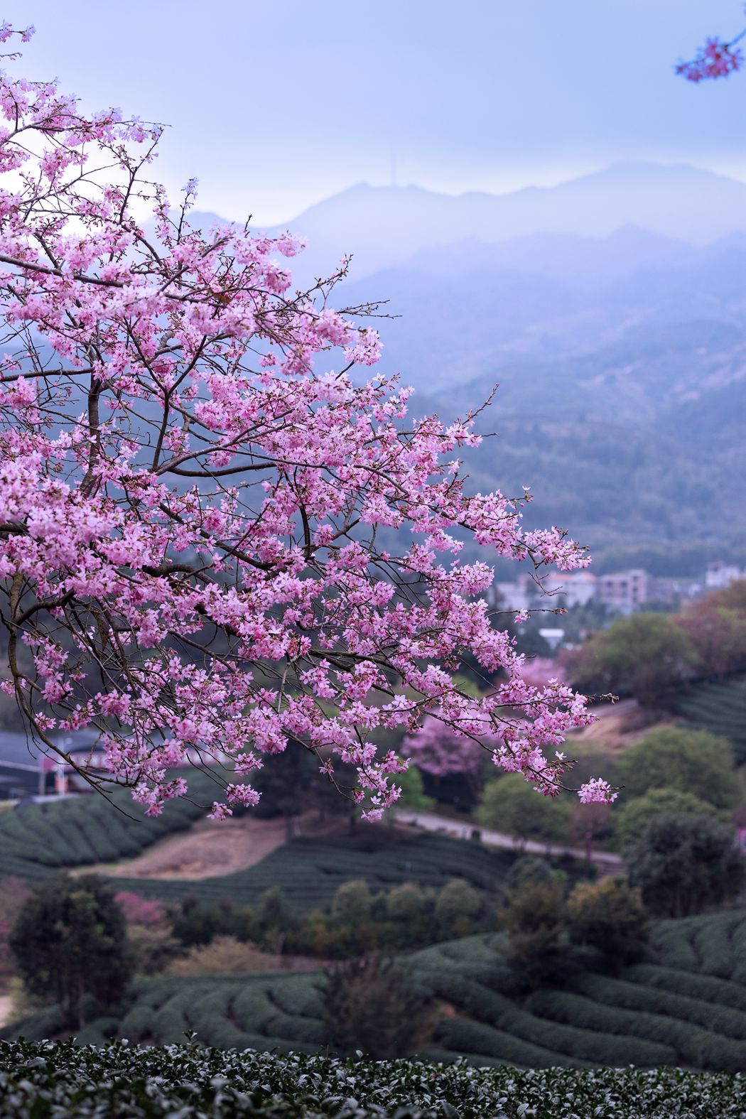 在那樱花盛开的地方。